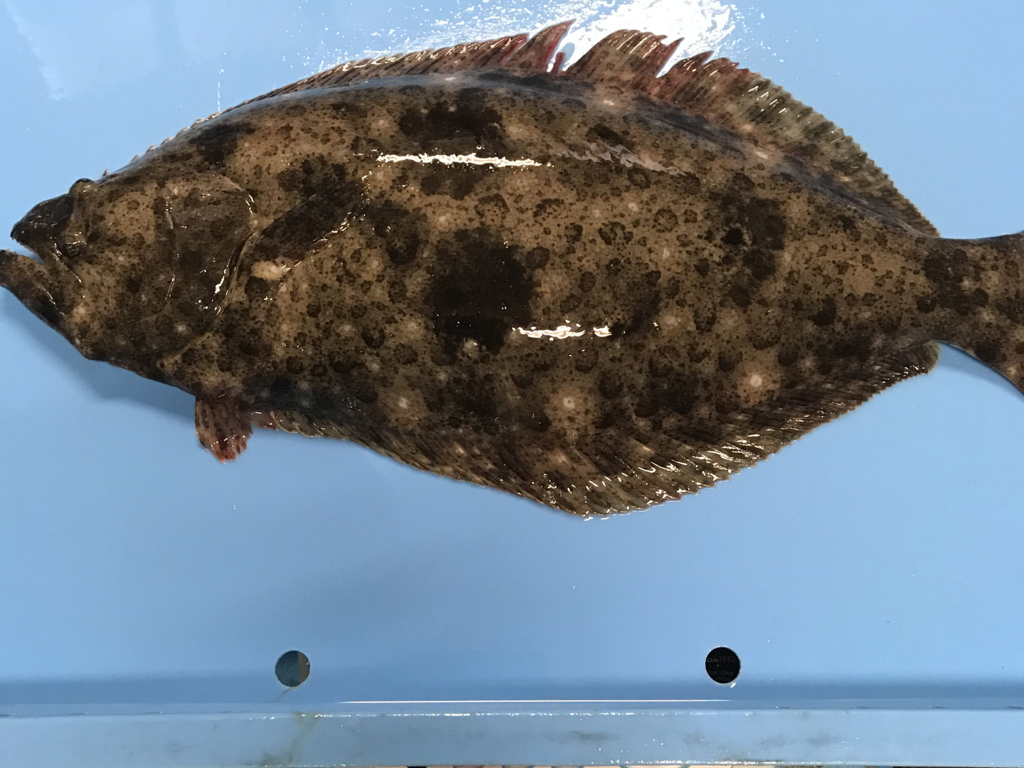 活 平目５0ｃｍ 約１ｋお刺身用 活魚 Smtb Tk ヒラメ Smtb Tk 北海道函館産