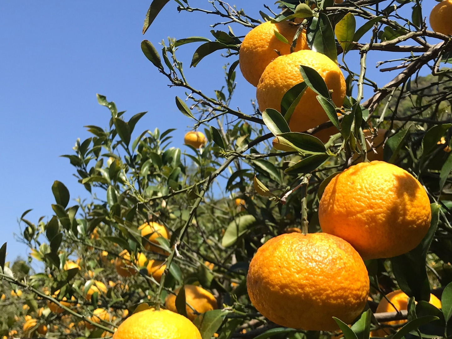 食べてみんさい島の紅甘夏 ○農薬不使用○10Kg：広島県産の