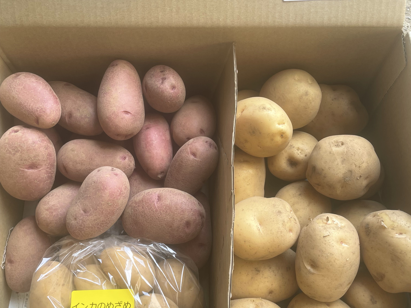 じゃがいも☆23キロ　レッドムーン（芽が出始めました）種芋、種用に じゃがいも☆23キロ レッドムーン（芽が出始めました）種芋、種