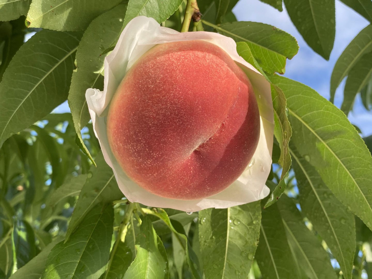 終了 山梨県産白鳳 ジューシー食感誇る山梨白鳳】2026年7月中旬～発送予定【お中元