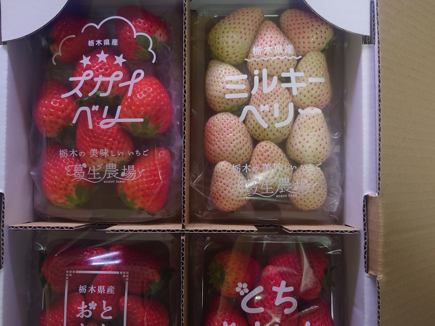 春イチゴ】【お得価格】摘みたて直送！ミルキーベリー入り！とちぎの
