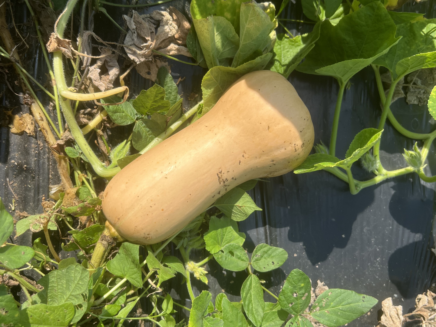 完熟！バターナッツ 1.5kg(2~3個)【京都産・化学農薬、肥料不