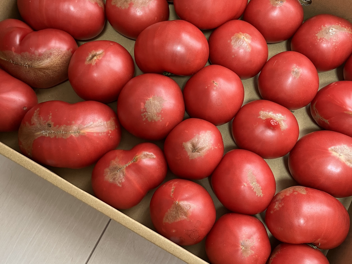 訳有り品】規格外トマト約3.6キロ:山梨県産の桃太郎|食べ 訳有り品】規格外トマト約3.6キロ:山梨県産の桃太郎|食べ