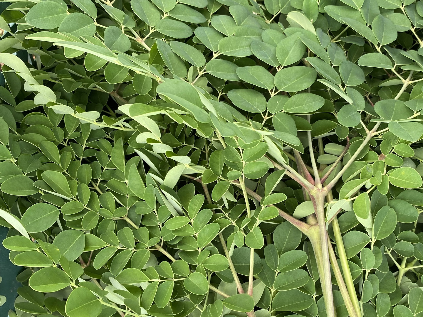 激レア　モリンガ　オバリフォリア　モリンガ苗　スーパーフード　奇跡の樹　鉢植え Amazon.co.jp: モリンガ オバリフォリア モリンガ苗 スーパー