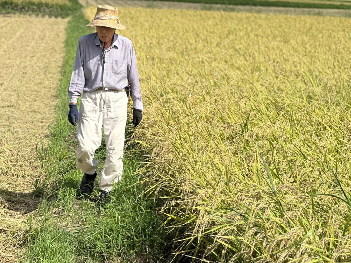 【25年3月精米】国産コシヒカリ 15kg（土日のみ出荷） 令和6年産 無洗米 吟精新潟産コシヒカリ2kg/4kg/5kg【米・野菜