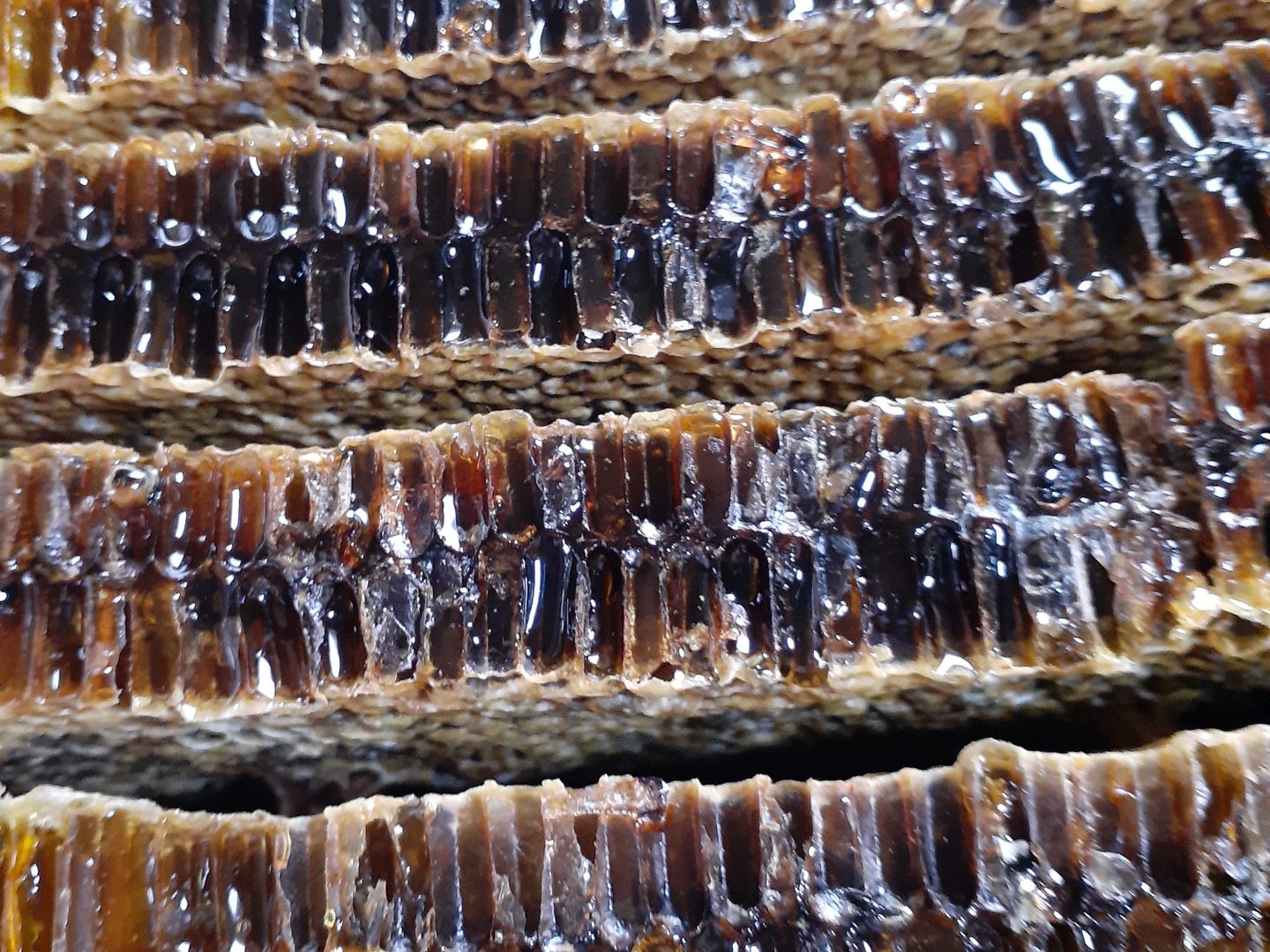 希少な日本蜜蜂、日本ミツバチの生はちみつ 500g X2本：大分
