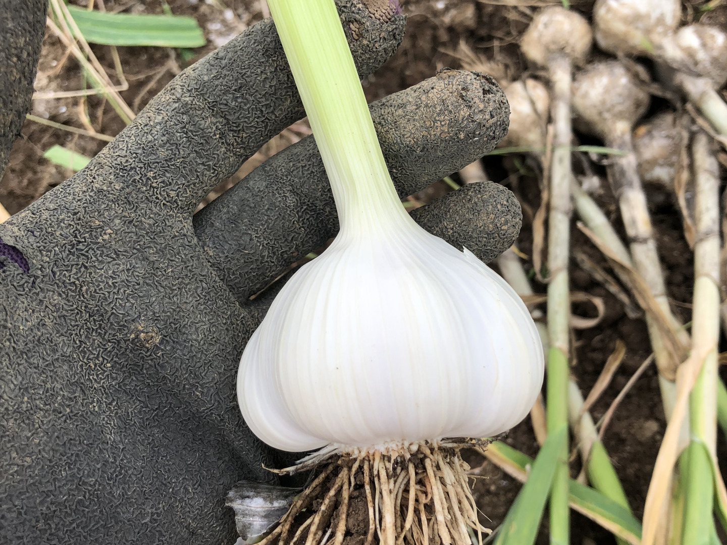 にんにくパワーでこの夏を乗り切ろう!：滋賀県産の嘉定｜食べ