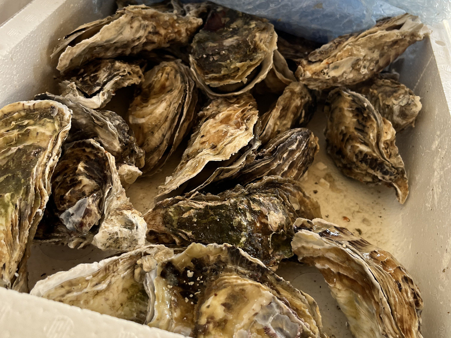 楽天市場】牡蠣 殻付き 生牡蠣 生食用 2kg（約21粒） 送料