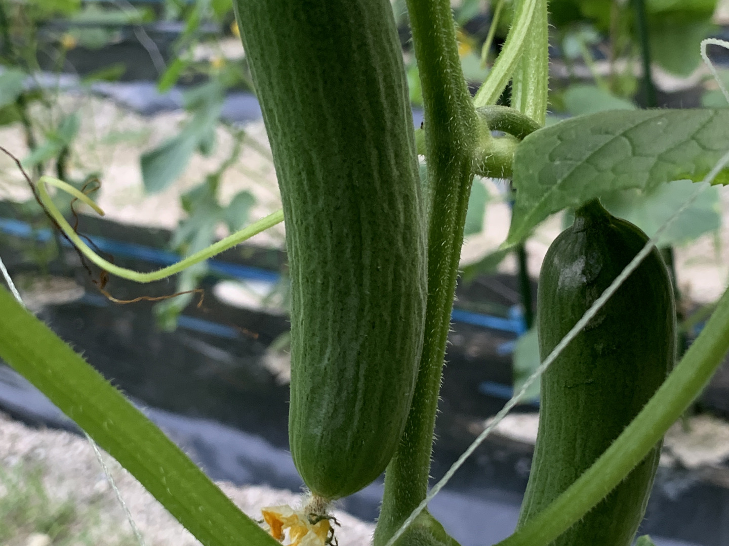 ベリーさん”の【ミニQ】パリッと食感のミニきゅうり 約1kg：愛知県産の