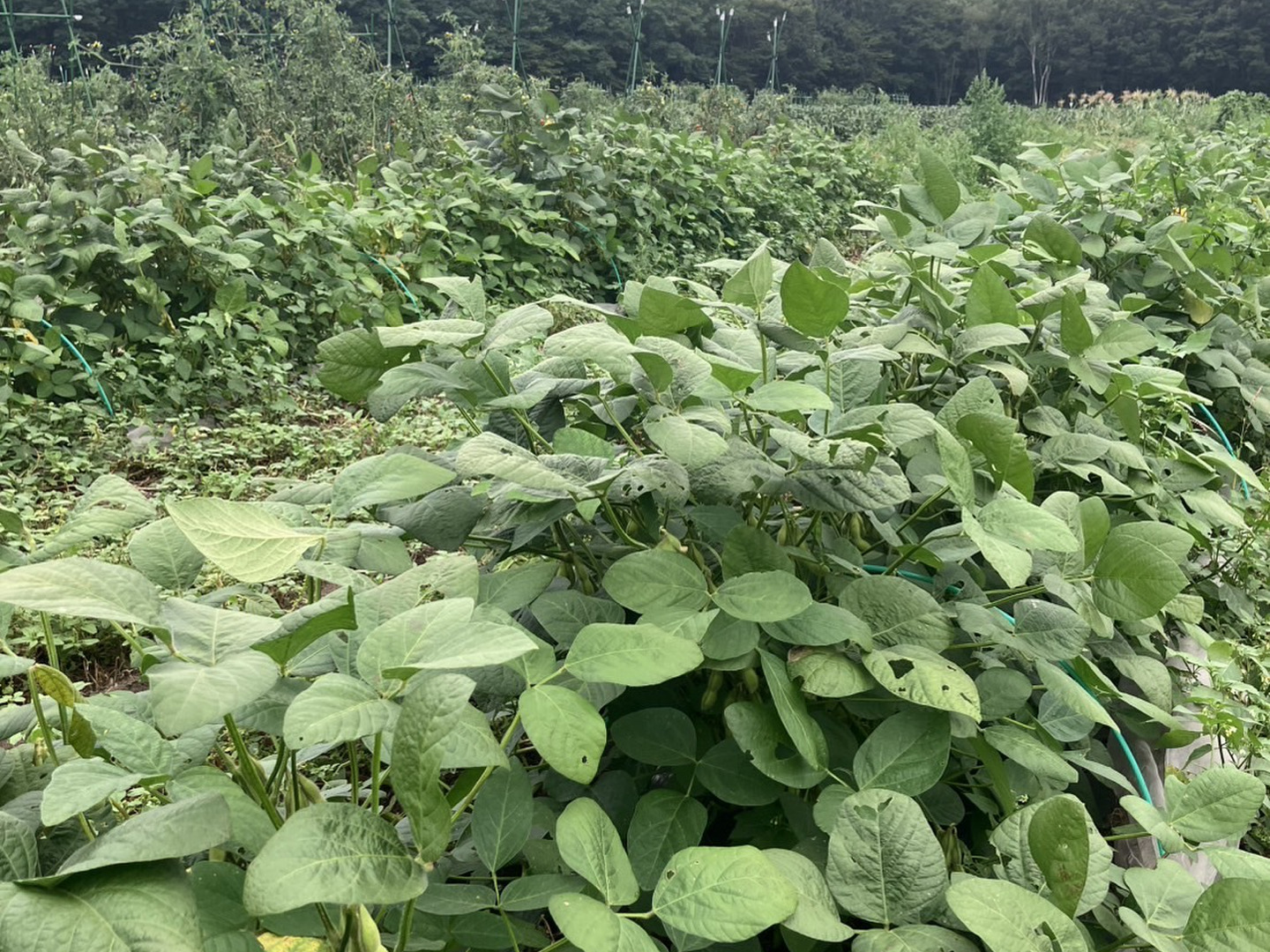 【新春セール】令和6年産北海道産大豆　農薬・化学肥料・除草剤未使用　10kg 緊急】8/31まで🉐農薬化学肥料・除草剤不使用🫛北海道産 枝付き