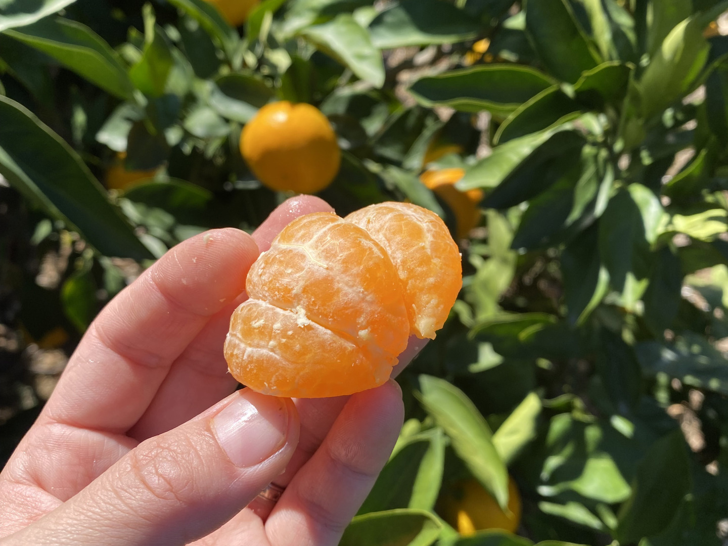 大きい割引 島の恵み！高糖度☆】早生温州みかん 5キロ箱[愛媛県・大三島産 果物