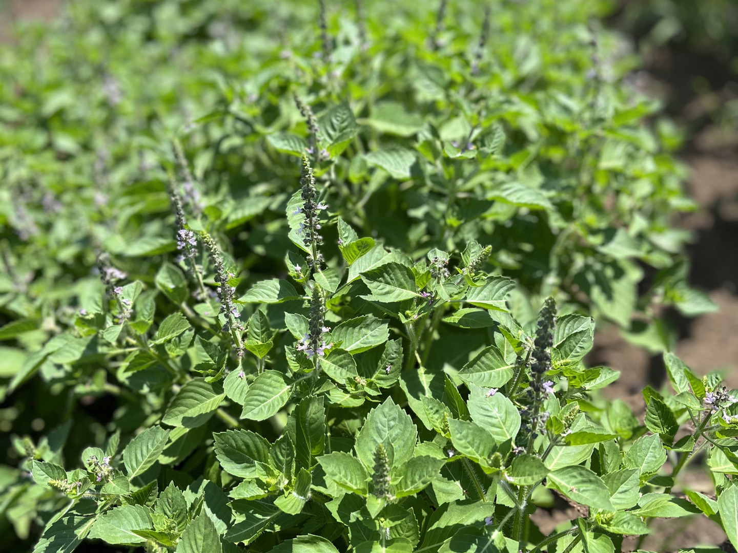 ホーリーバジル(トゥルーシー)☆100g 農薬も除草剤も消毒も化学