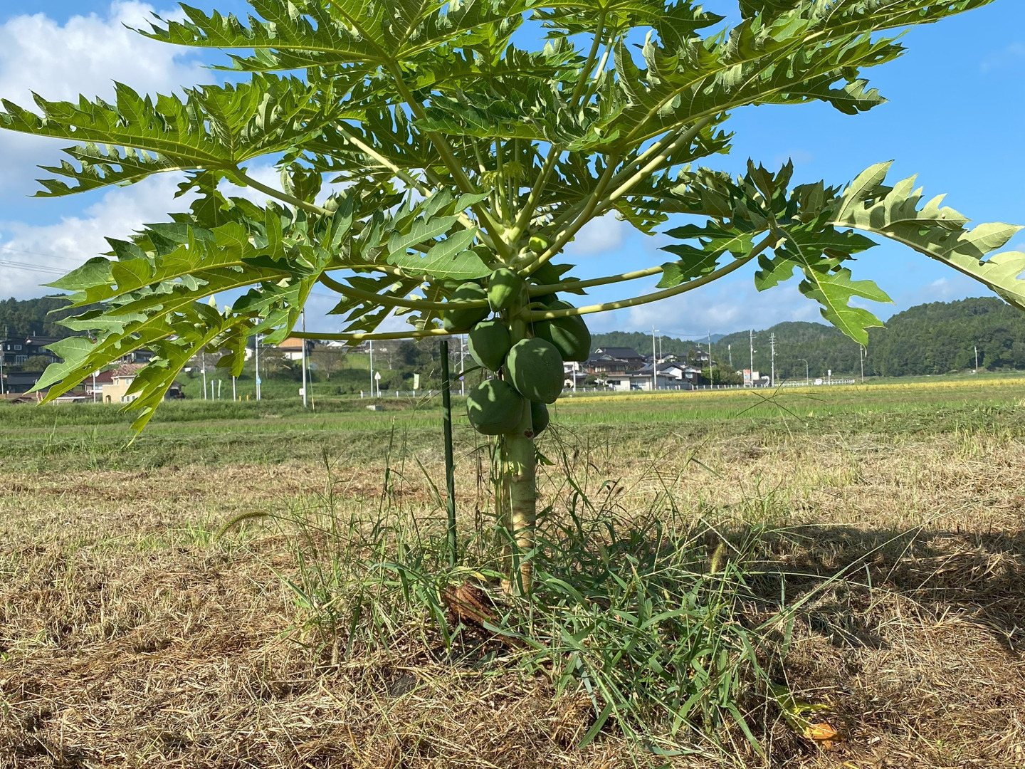 脂肪を分解！青パパイヤ （1個600g以上）：京都府産のその他青