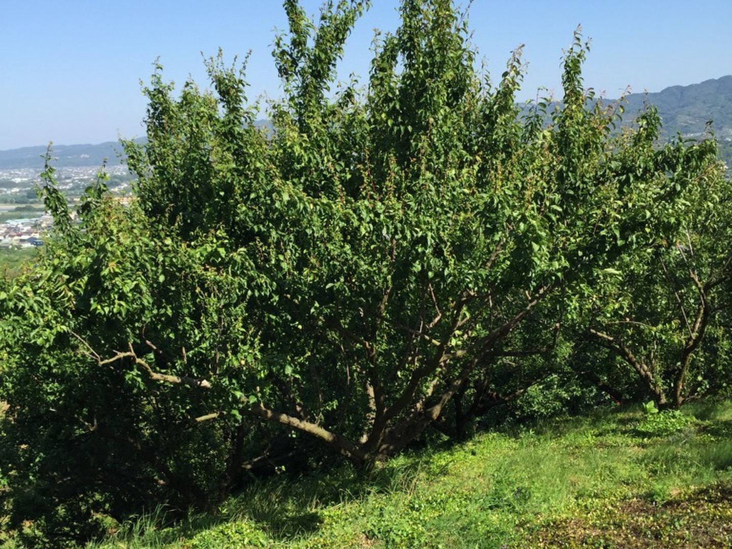 紀州青梅 10kg「節減対象農薬：栽培期間中不使用」：和歌山県