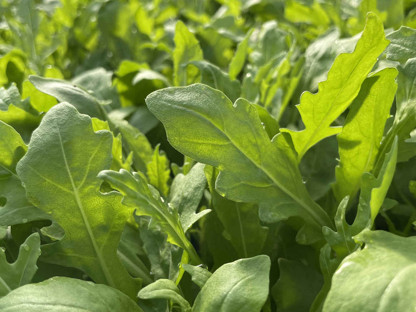 ルッコラページ セルバチカ ワイルドルッコラ 300g：茨城県産のルッコラ｜食べ