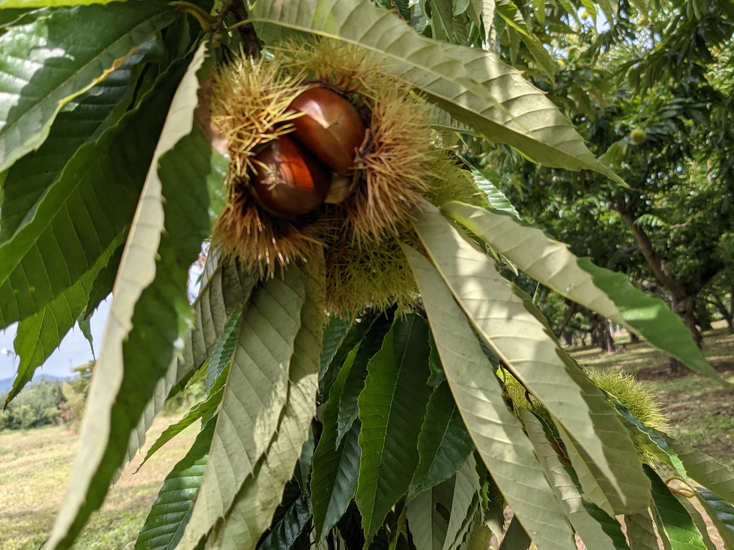 無燻蒸の小布施栗クール便！ 程よい大きさMLサイズ1キロ：長野県