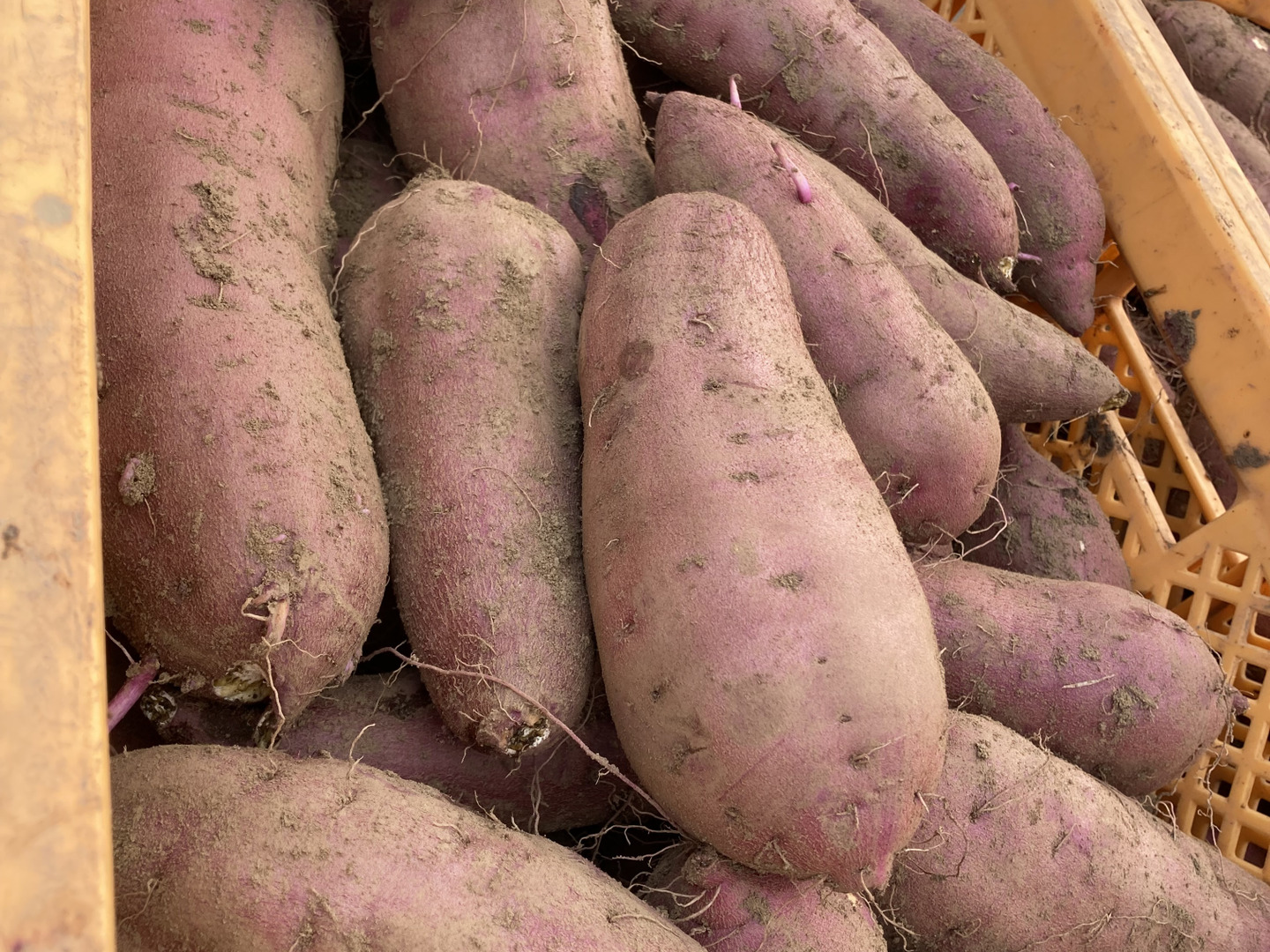 兵庫県産さつまいも シルクスイート 【規格外LL-L】3ヶ月以上熟成 熟成さつまいも🍠食べくらべS〜Lサイズ(シルクスイート紅はるか