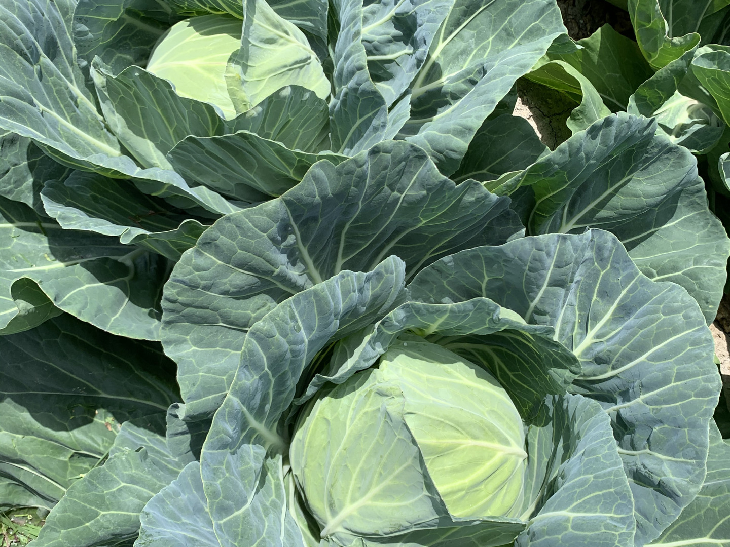 旬の野菜セット大🥬レタスとキャベツとブロッコリーと玉ねぎ入り