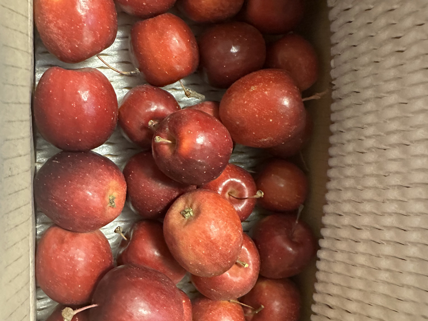 アルプス乙女 かわいい姫りんご 家庭用 1kg(約20～30個)：青森県産の