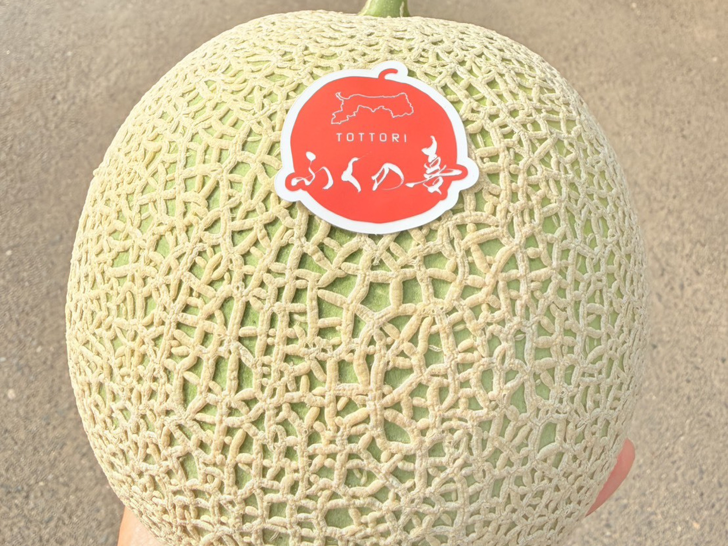自信作！ふくの喜のアールスメロン（青肉） 2玉入り：鳥取県産の