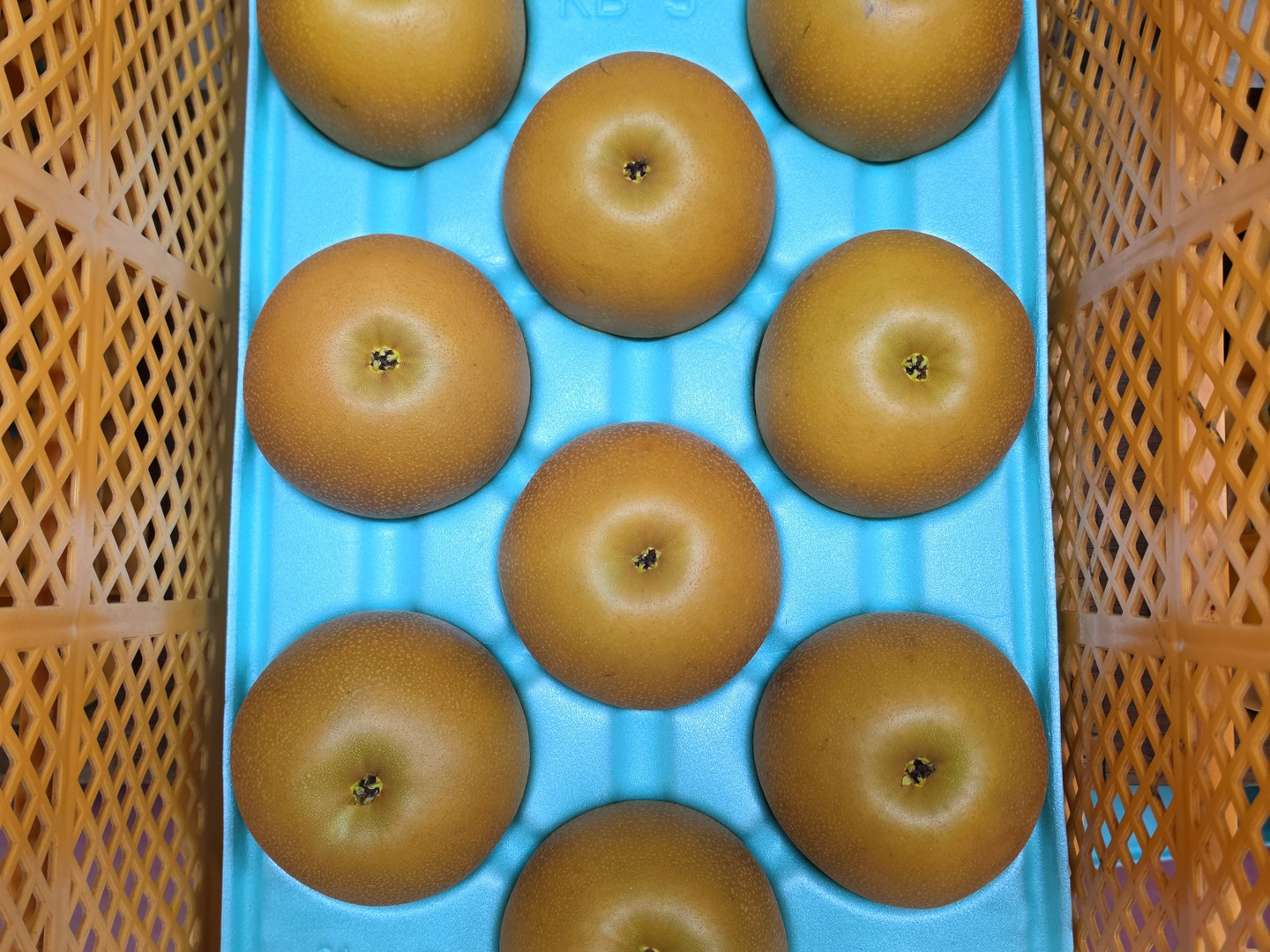 贈答品】梨 あきづき 秀品 5Kg箱 8玉～9玉：千葉県産のあきづき｜食べ
