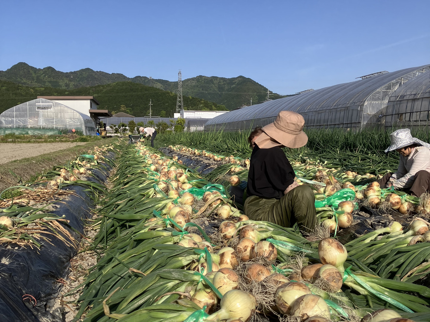 今年も販売します‼️吊るして保存‼️早生玉ねぎ20キロ入