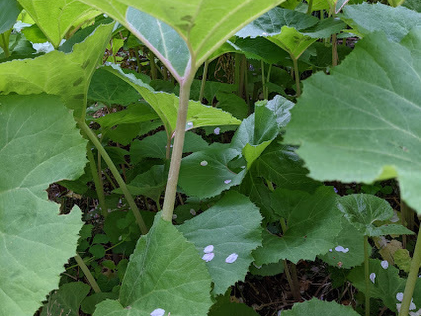 ブランド一覧 | ワールド オンラインストア 36aa7aa26ef5f2a96fa849df4046b2 野菜