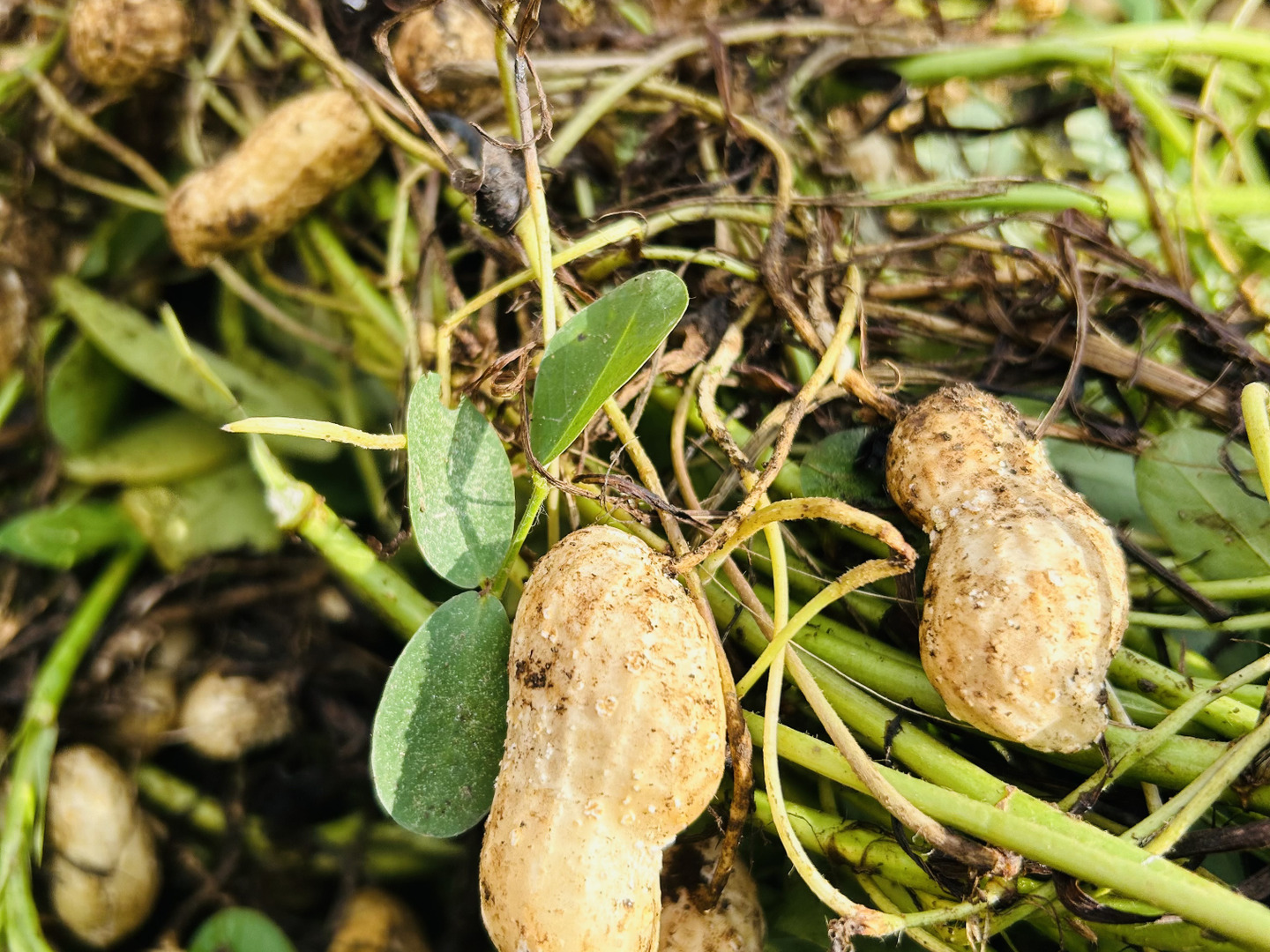 おおまさり】生落花生 1kg：茨城県産のおおまさり｜食べチョク｜産地