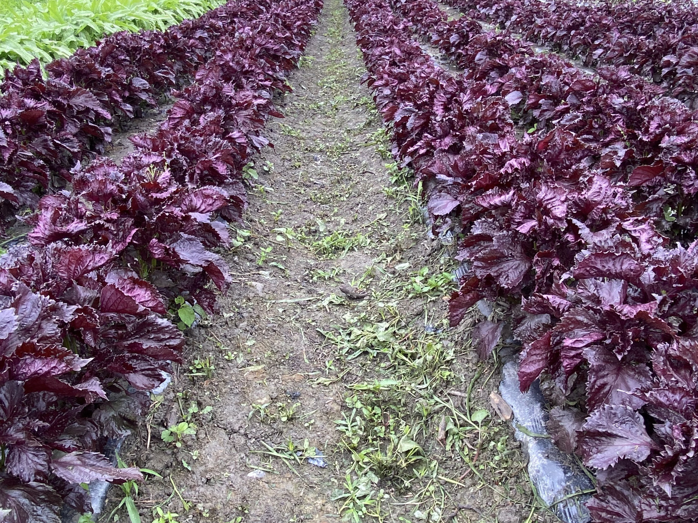 ★Pun-Tarou★ 赤紫蘇　枝なし　2kg 色づきがよく、香り高いと大評判！ちりめん赤紫蘇 太い枝なし