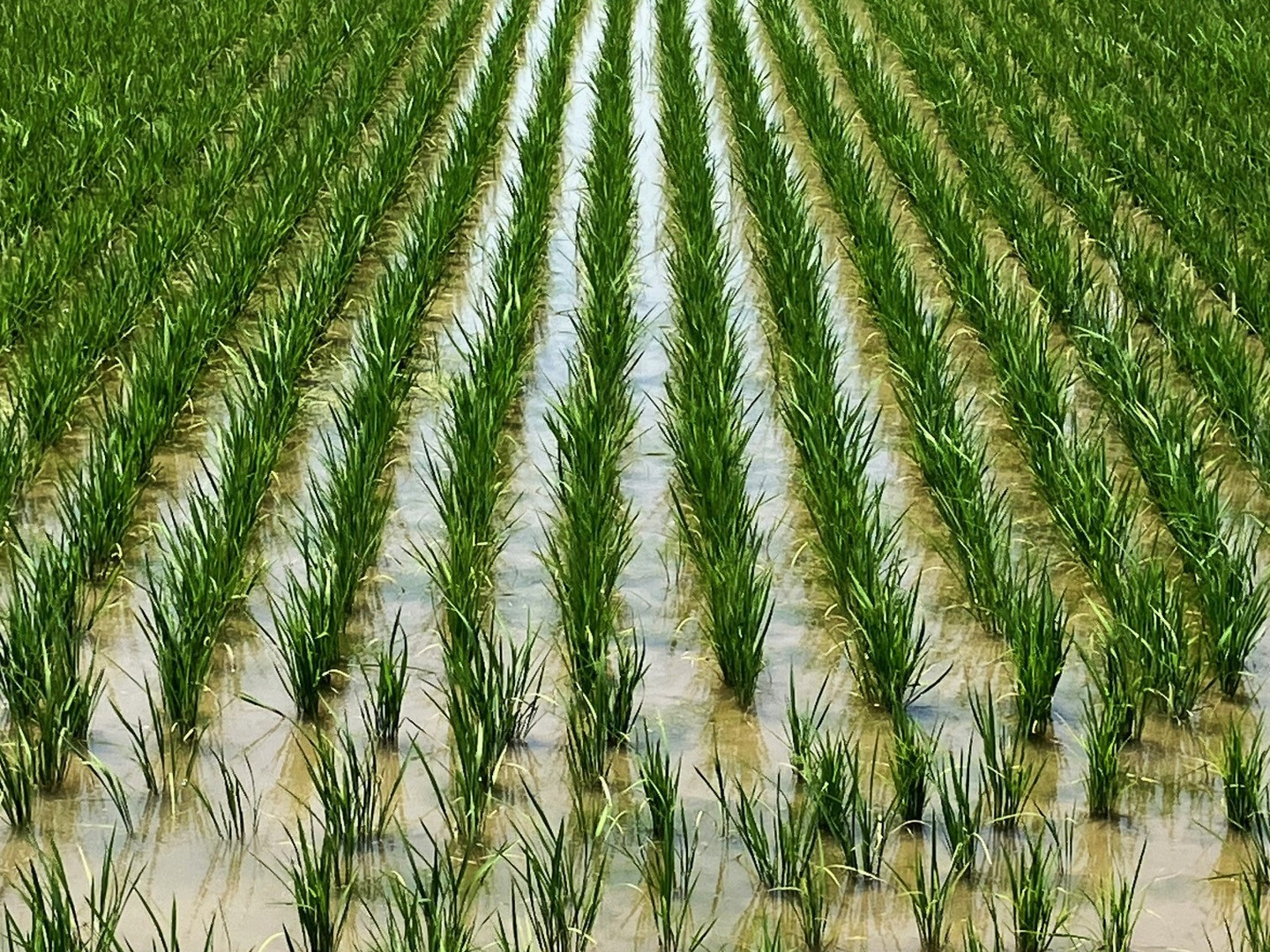 新米！【令和6年産】もっちり甘い！三重県松阪産コシヒカリ