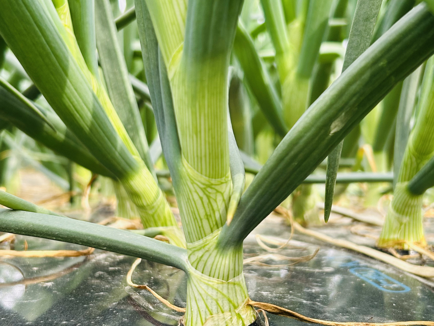生でも甘ーい】新玉ねぎ10キロ⭐️低農薬：和歌山県産のその他