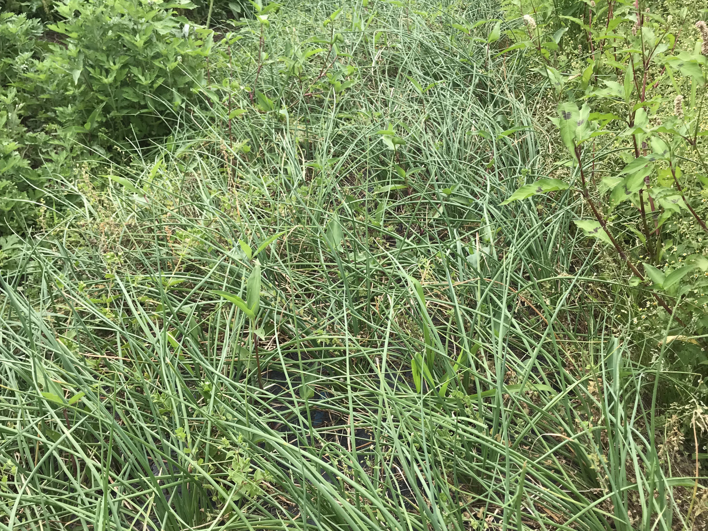 鹿児島県産　土付きらっきょう　約20キロ ラスト1☆20kg大容量！【土付き/らっきょう】シャキシャキッ