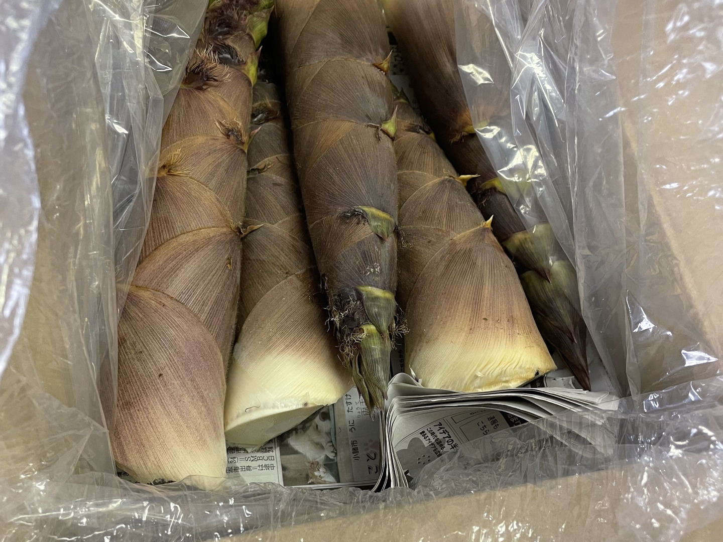 初夏のタケノコ 淡竹(はちく)【3kg】下ゆで不要！のタケノコ
