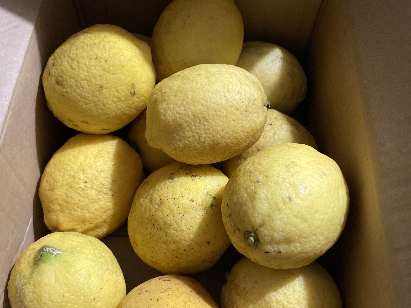 太陽のレモン大玉2キロ☀️皮も食べれるレモン🍋(箱込) 【栽培期間中