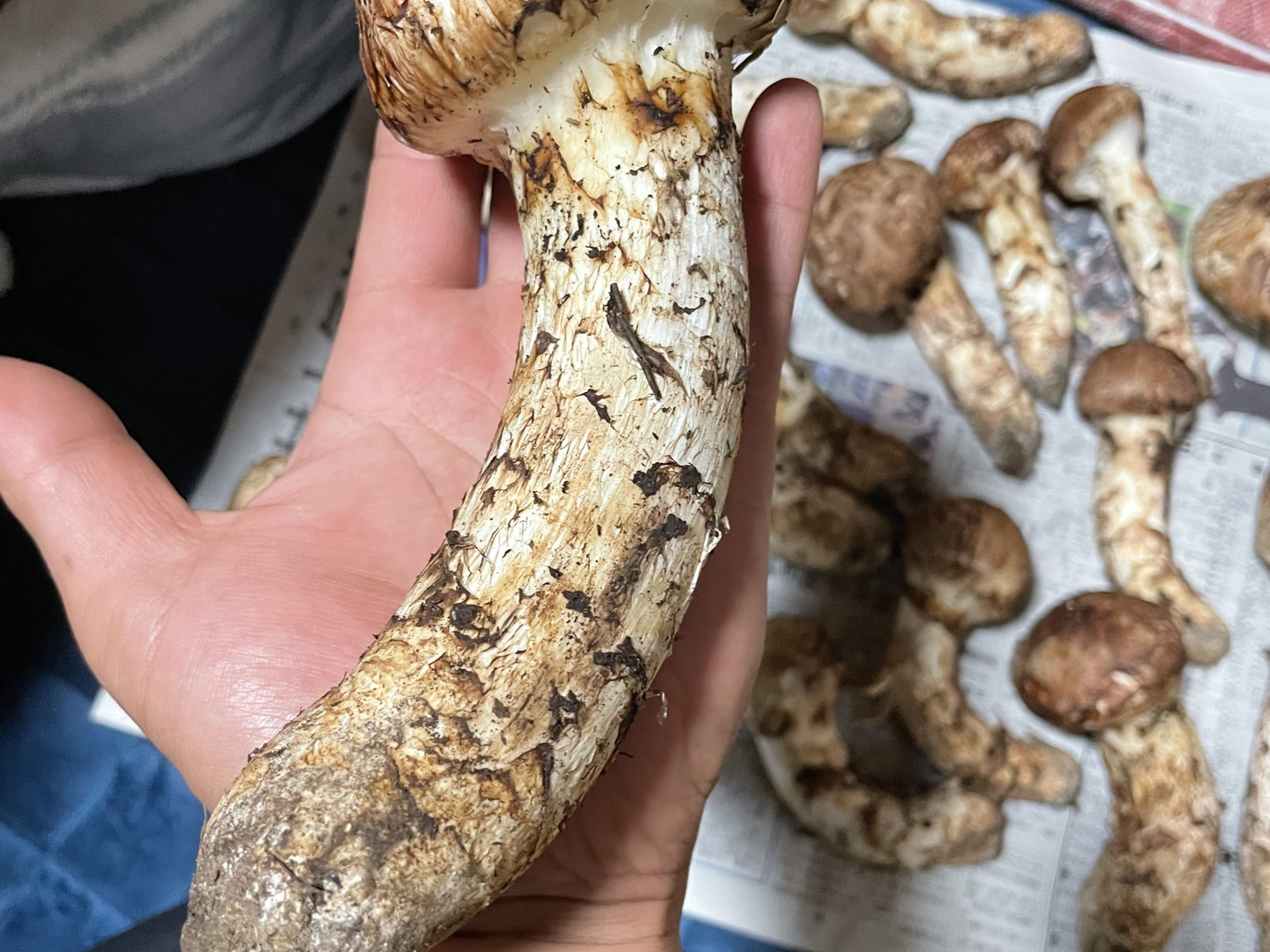 10/5採れ④ 岩手県産 松茸 310g 8本 岩手県産松茸 516g 10本 - メルカリ