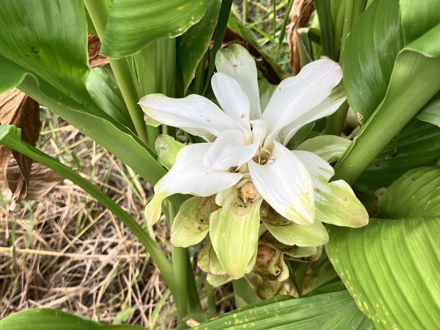 ◎春ウコン 自然栽培　種芋　20kg◎ ◎春ウコン 自然栽培種芋20kg◎