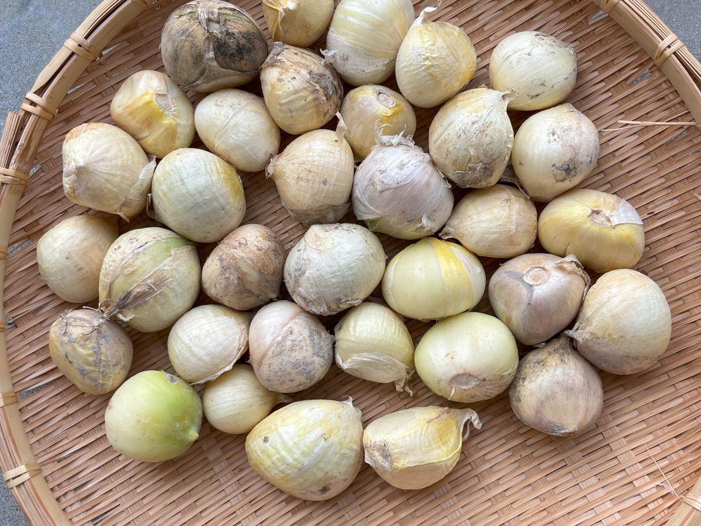 ジャンボニンニク バラ1.8キロ：高知県産の野菜｜食べチョク