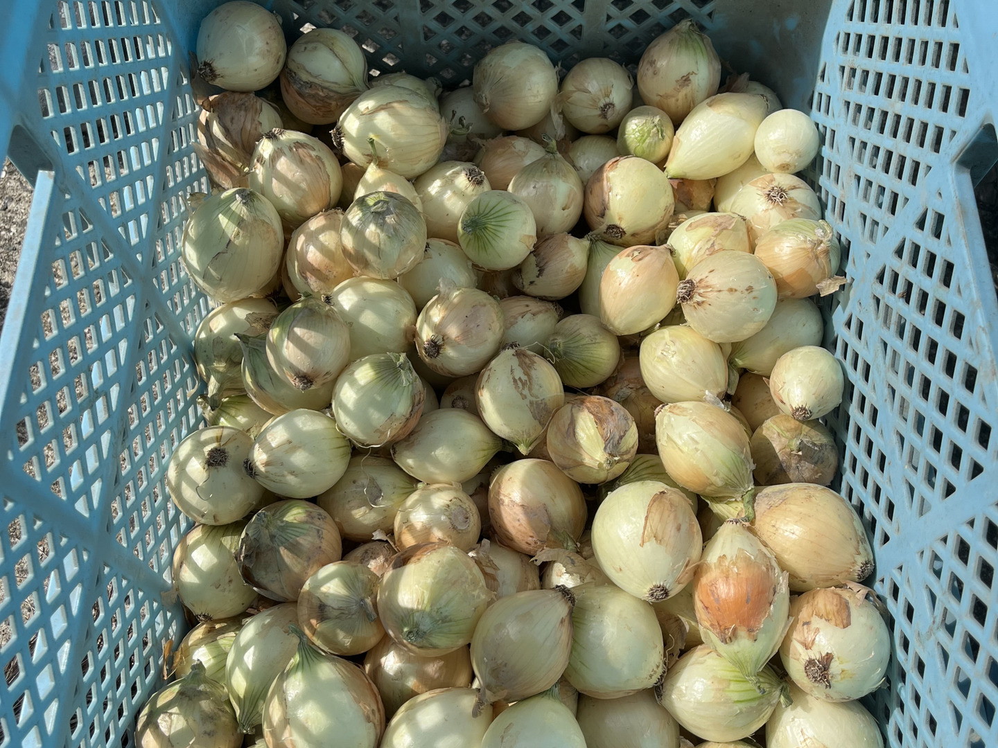 淡路島の青果屋】淡路島産たまねぎ 5kg 甘さに自信!!ほんまもん