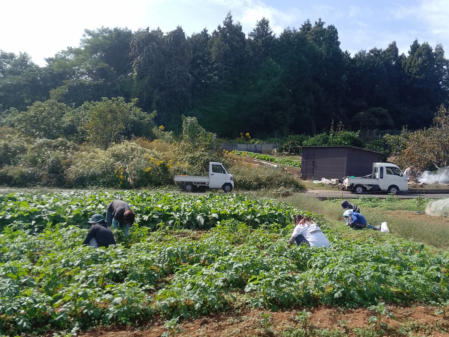 Gos　安納芋　コロコロサイズ17キロ 新じゃがSサイズ】農薬・化学肥料不使用！小芋コロコロ一口