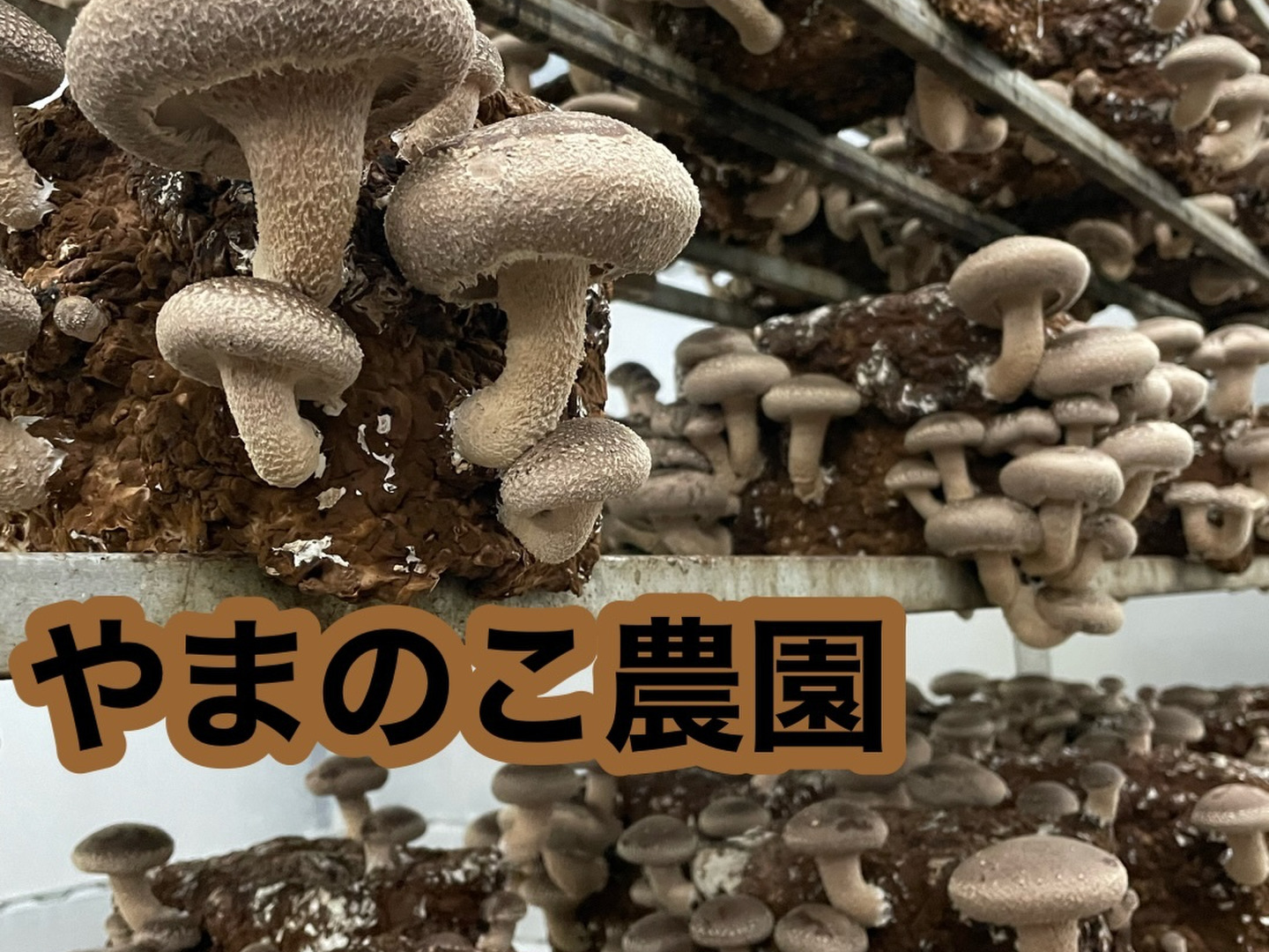 三月末販売終了 特選しいたけ栽培キット 国産最大級2.5キロ強