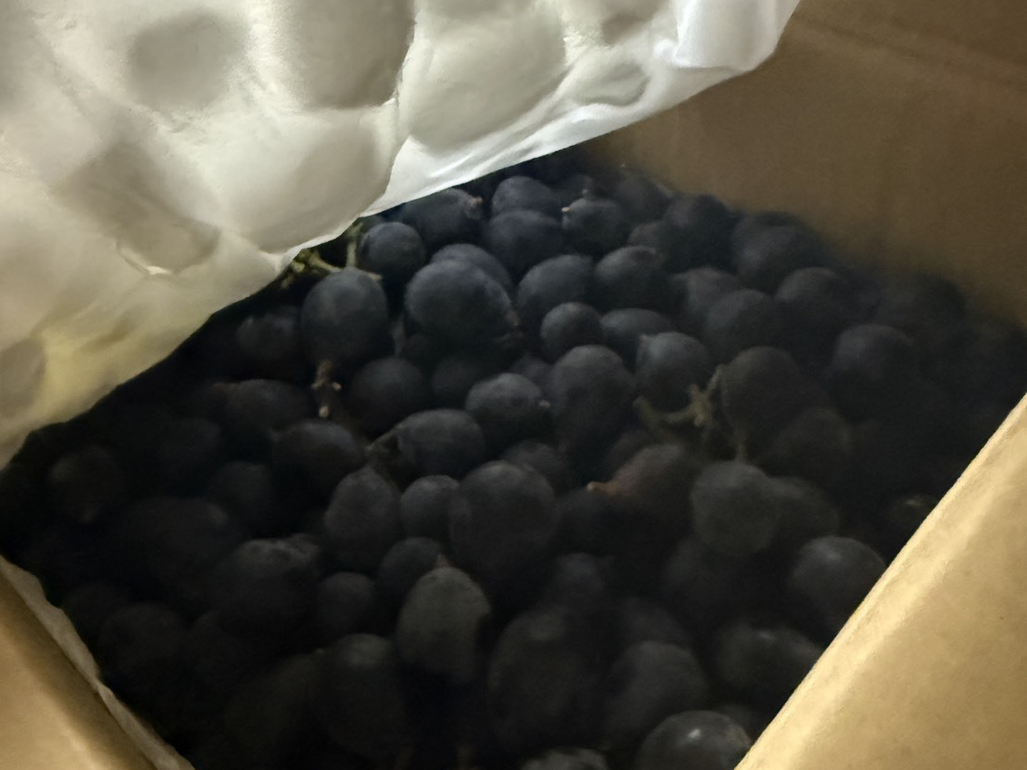 たっぷり楽しむ家庭用 ナガノパープル2kg【簡易包装・訳あり】：長野県