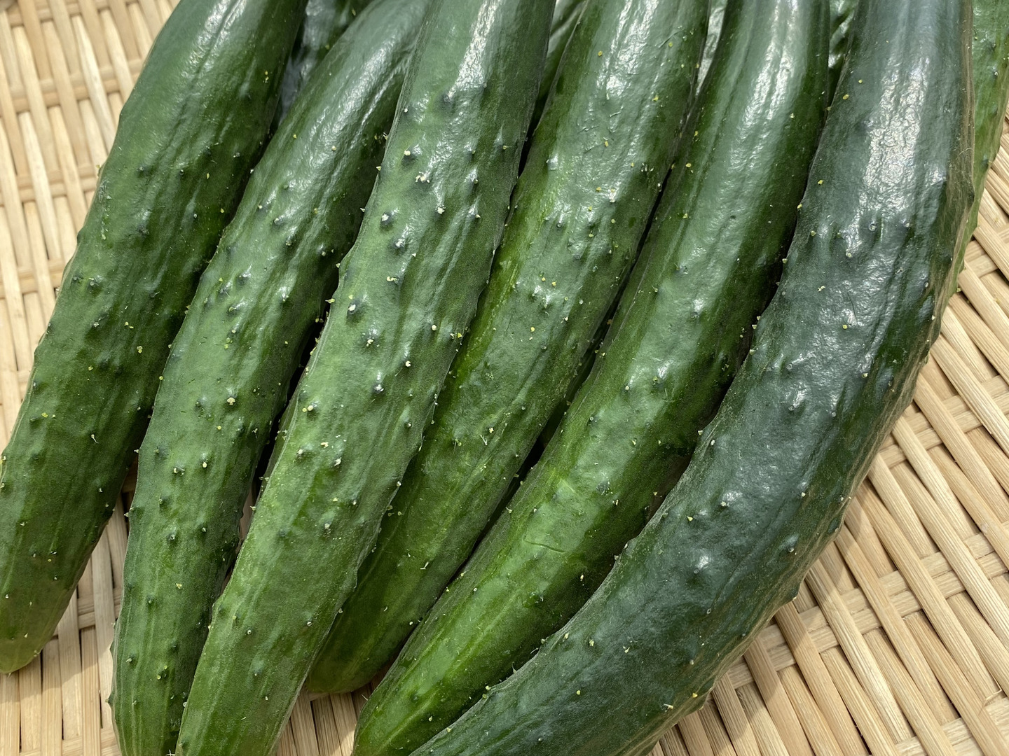 きゅうり 四川胡瓜／しせんきゅうり＜キュウリの品種：旬の野菜百科