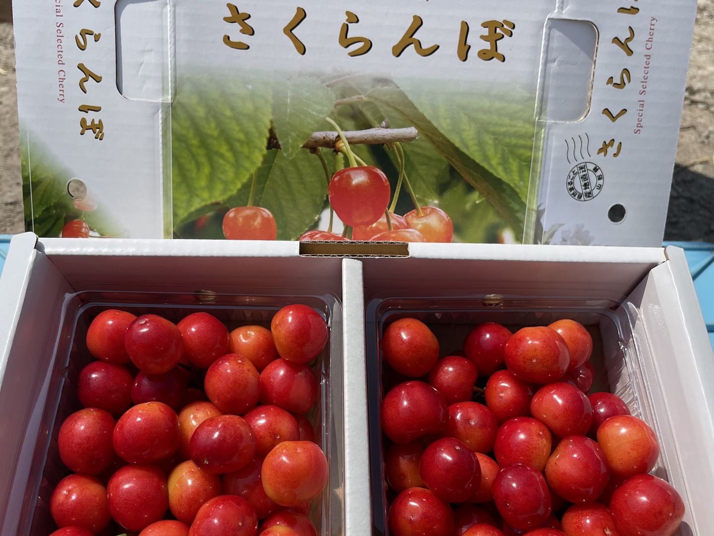※豆柴※山形県県産紅秀峰2L 1キロ。 予約】山形県産 さくらんぼ 紅秀峰 <1kg(500g×2)/秀品 L・2L混合