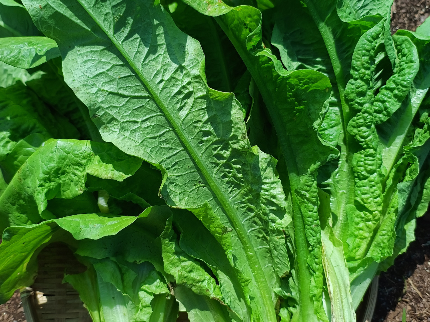 爆買いしたくなる 2種類の茎レタス（ステムレタス）5キロ（箱込み）：埼玉県産の 野菜