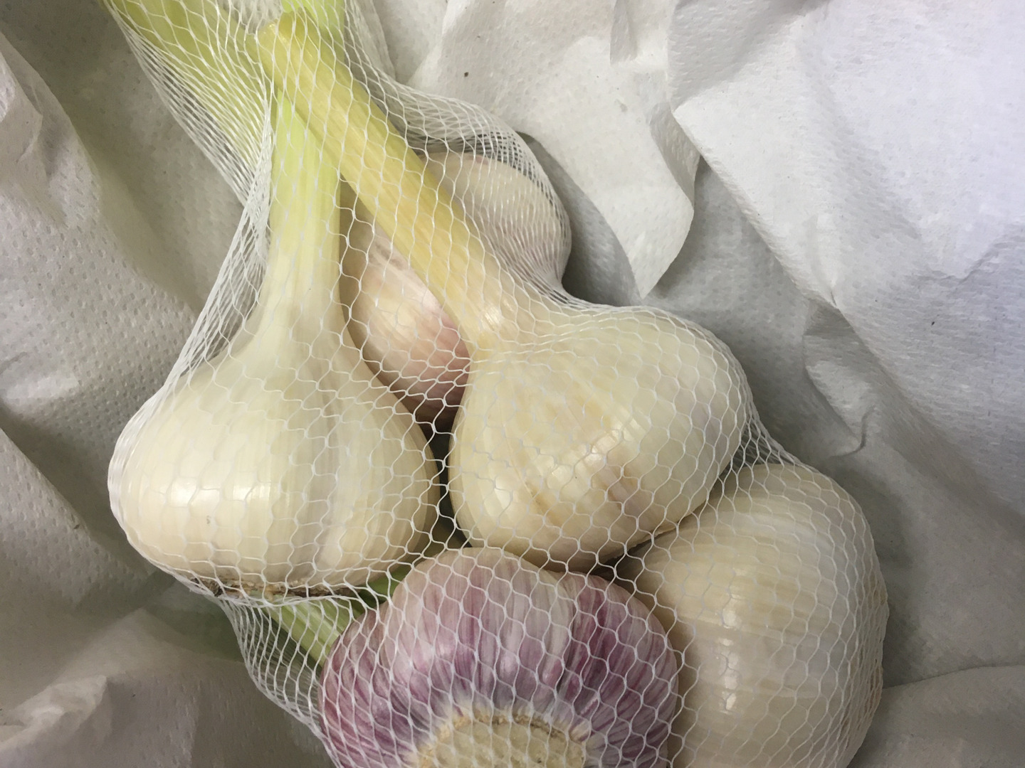 期間限定】今だけ！採れたてフレッシュ！新にんにく（約500g／5