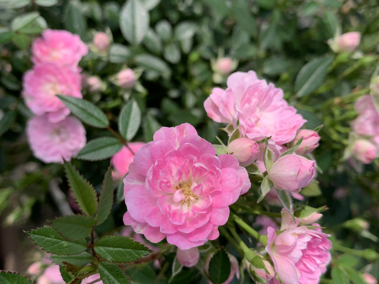 ❤アンティーク加工  教会と、ピンクのミニ薔薇のミニオブジェ ❤アンティーク加工 教会と、ピンクのミニ薔薇のミニオブジェ