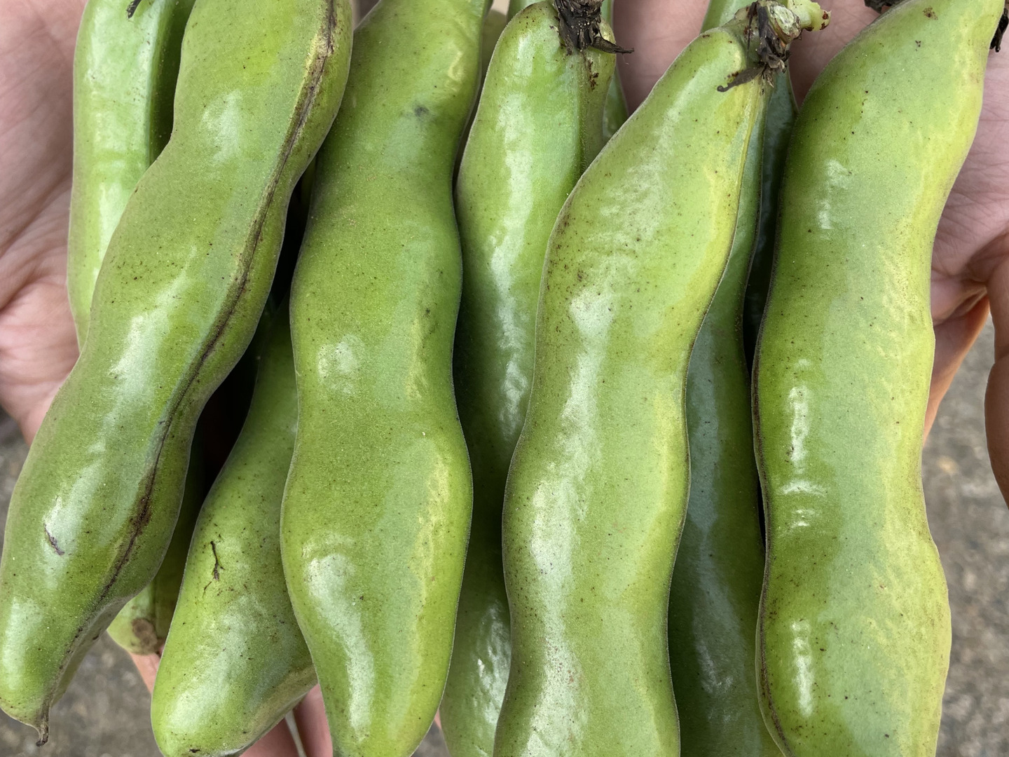 超人気新品 採れたて❗️そら豆3キロ：千葉県産の打越一寸｜食べ