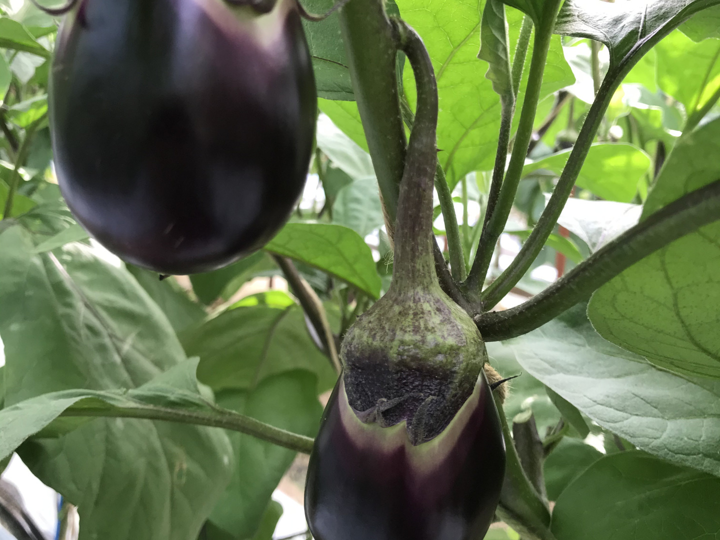 りんごあめなす　十全茄子　絹皮水茄子　告知 🍎りんごあめなす🍆』 十全（新潟特産）と絹皮（大阪特産）の水