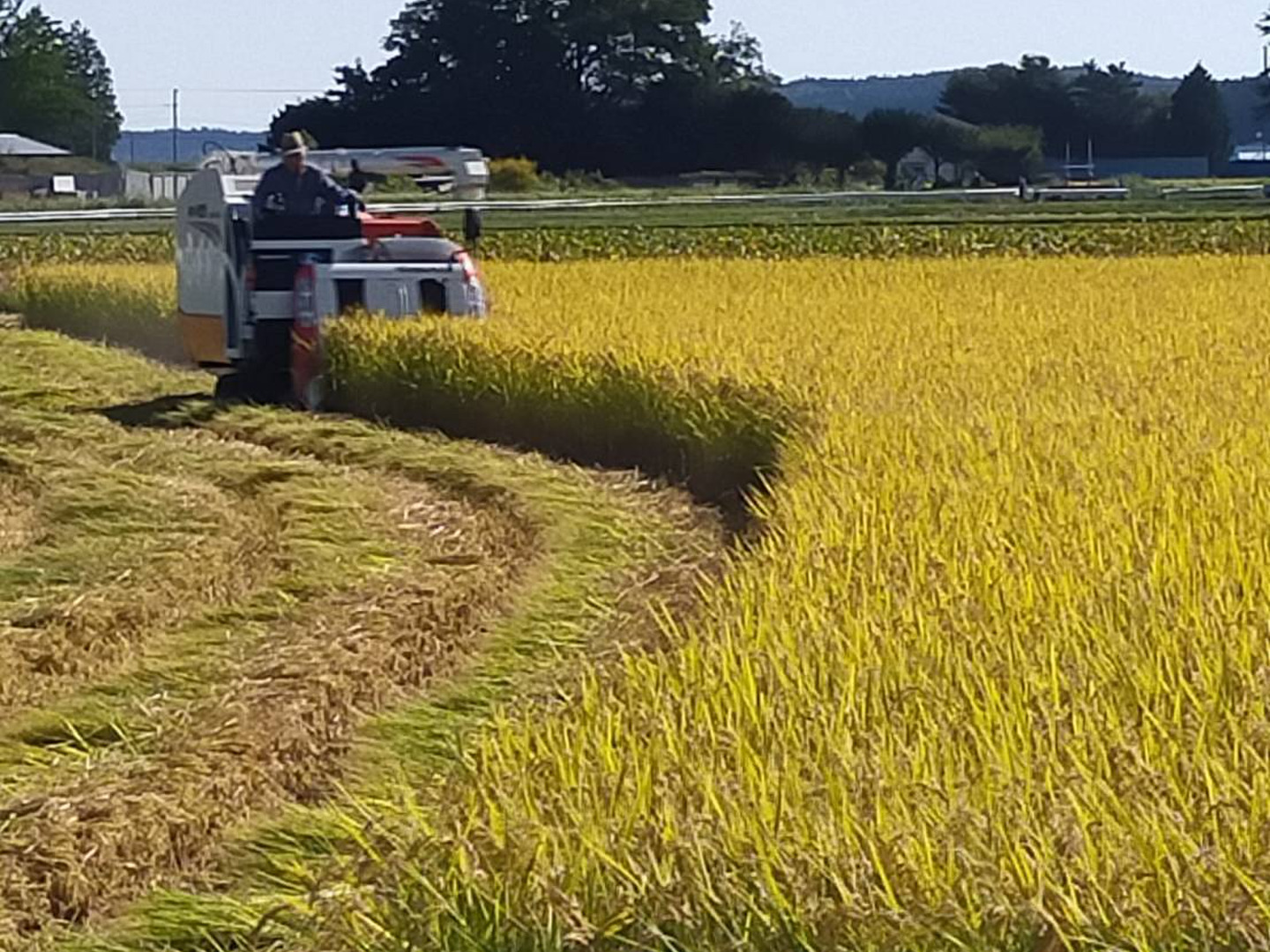 青森県産 ブランド米 令和6年度新米 まっしぐら 10kg 一等米 無 青森県産 ブランド米 令和6年度新米 まっしぐら 10kg 一等米 無