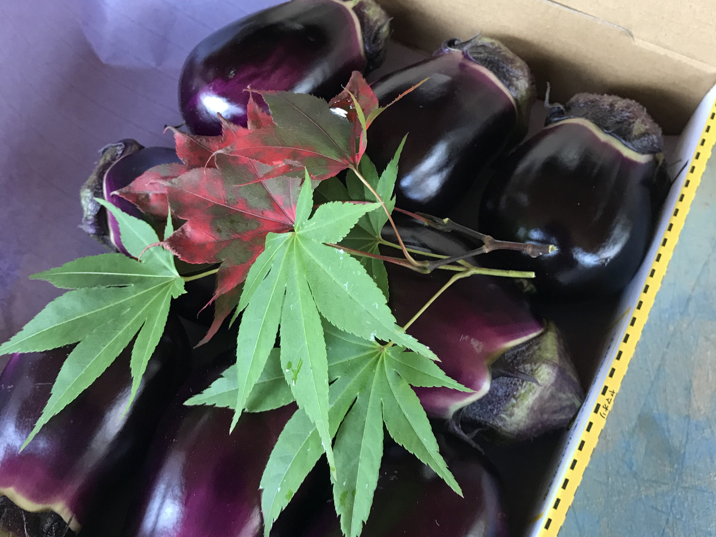 落ちてる茄子 Eggplant] Don't remove these side shoots! We will tell you